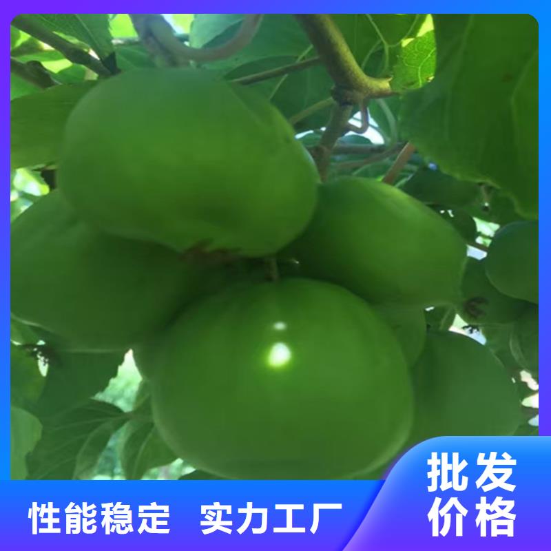猕猴桃苹果苗原料层层筛选