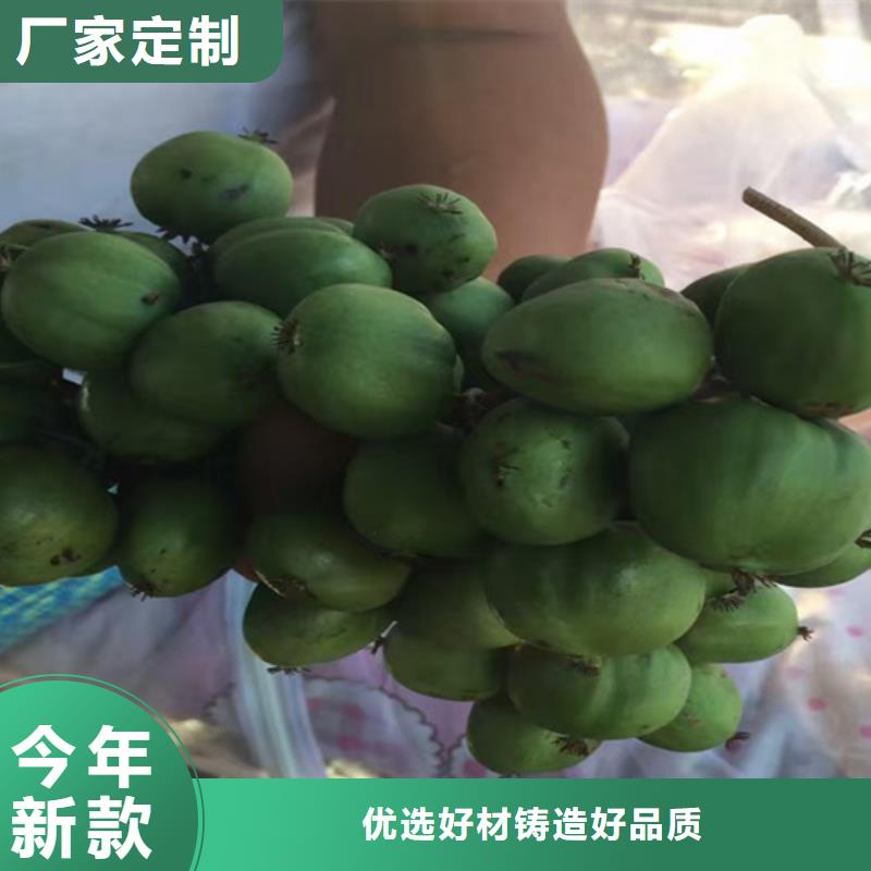 猕猴桃樱桃苗优选好材铸造好品质