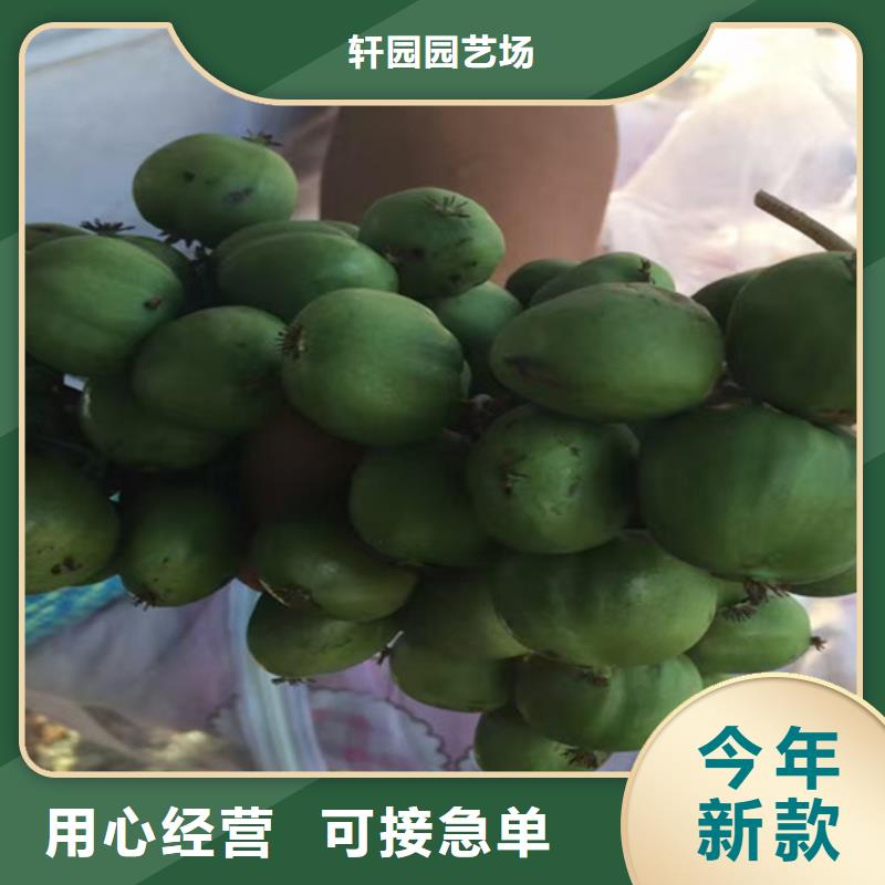 【猕猴桃红颜草莓源厂直销】