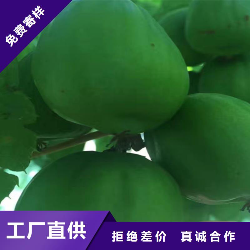猕猴桃-苹果苗型号齐全