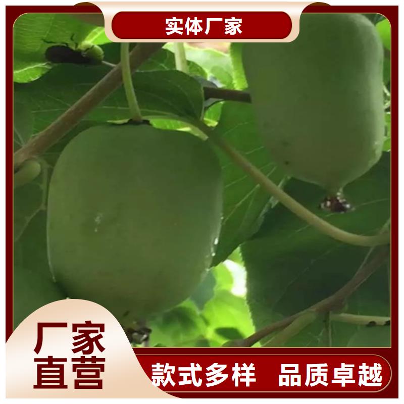 【猕猴桃】杏树苗订制批发
