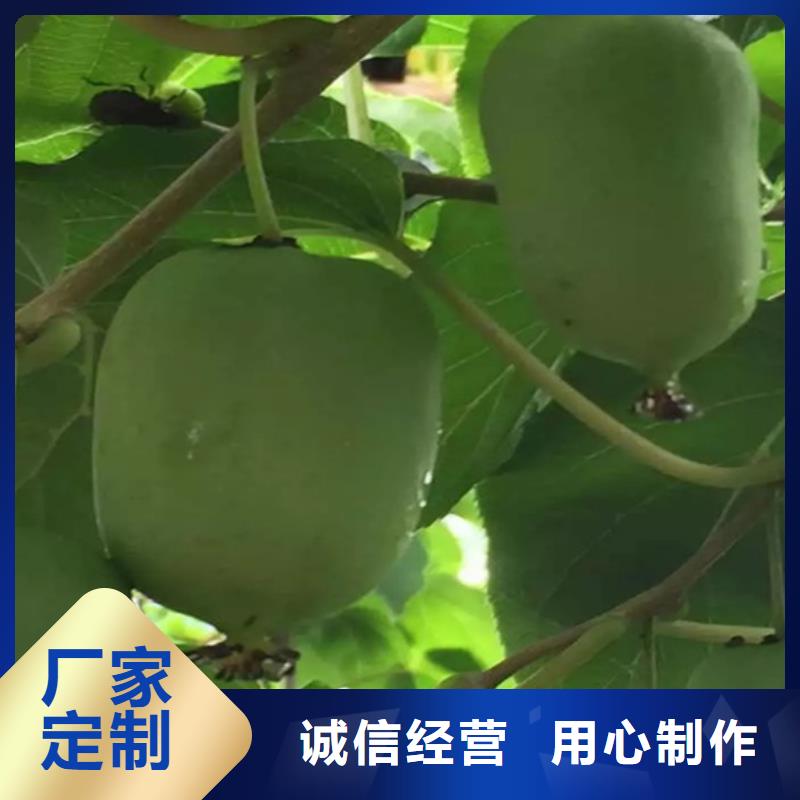 猕猴桃杏树苗一对一为您服务