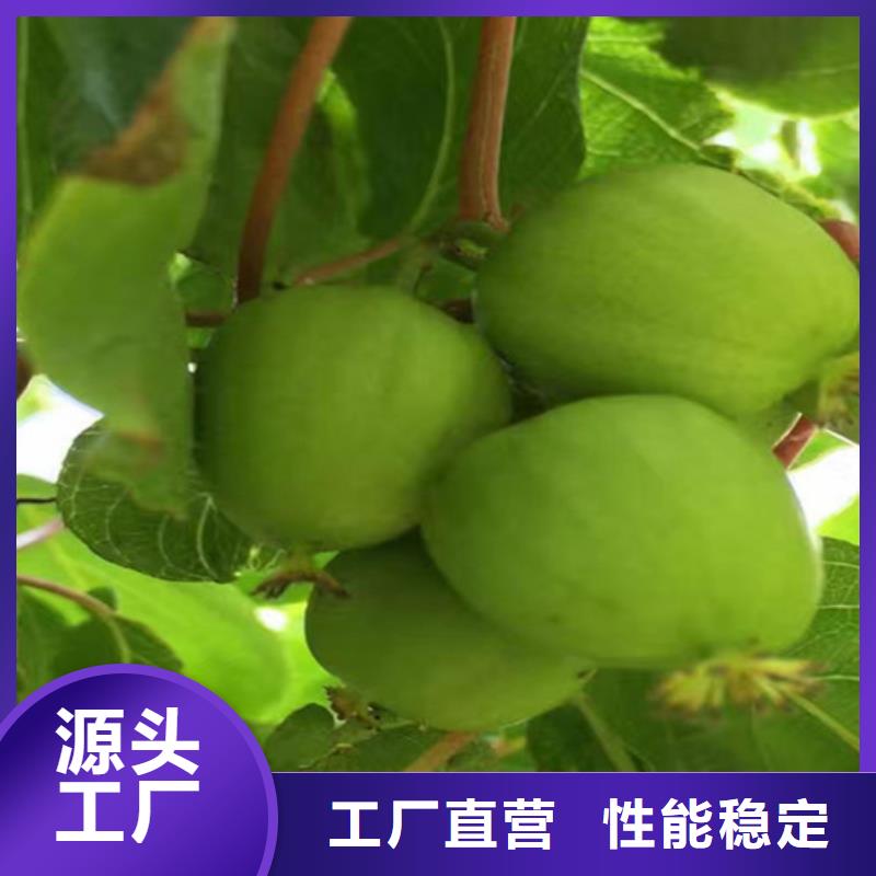 猕猴桃-石榴树苗海量货源