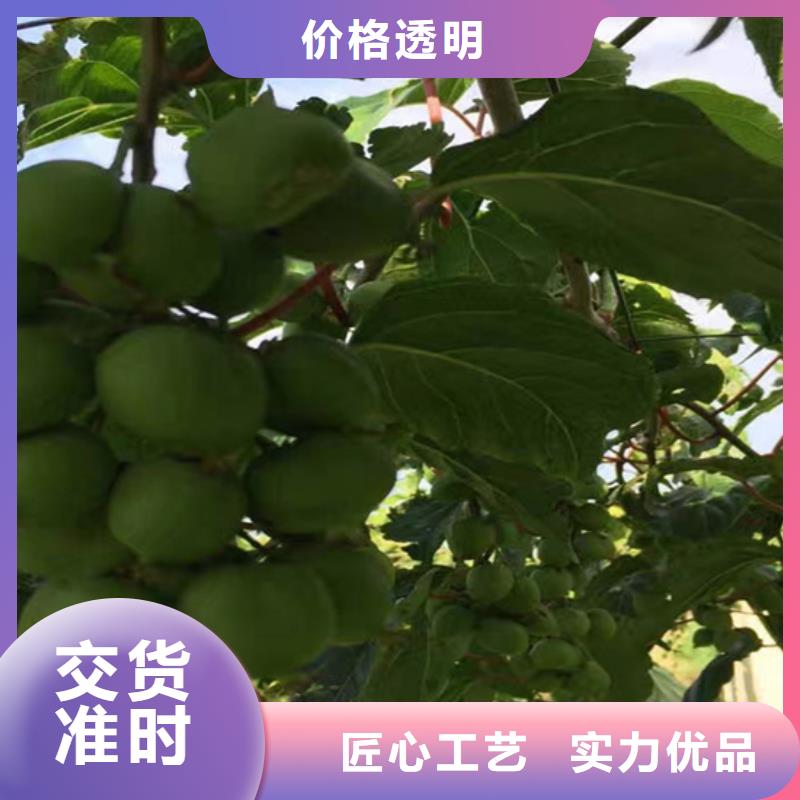 猕猴桃【梨树苗】服务始终如一