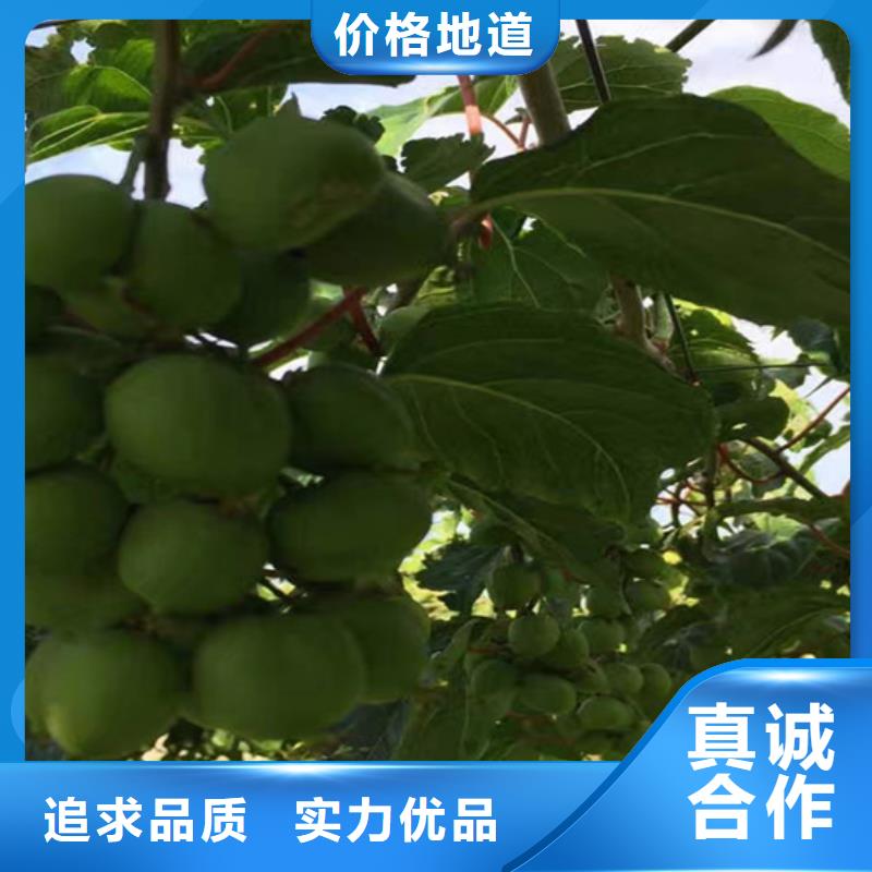 猕猴桃-石榴树苗海量货源