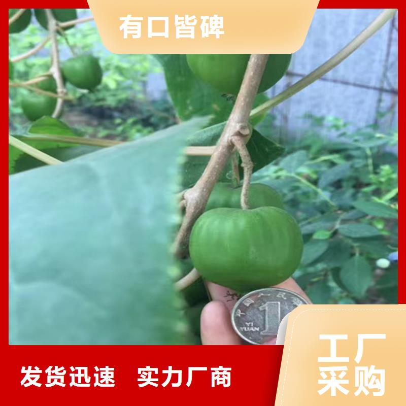 【猕猴桃】杏树苗厂家经验丰富