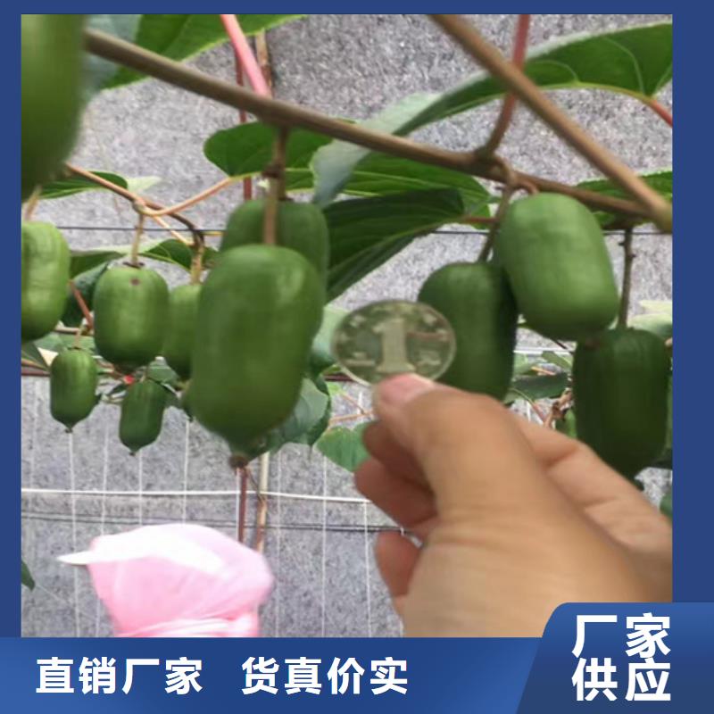 猕猴桃,樱桃苗值得买