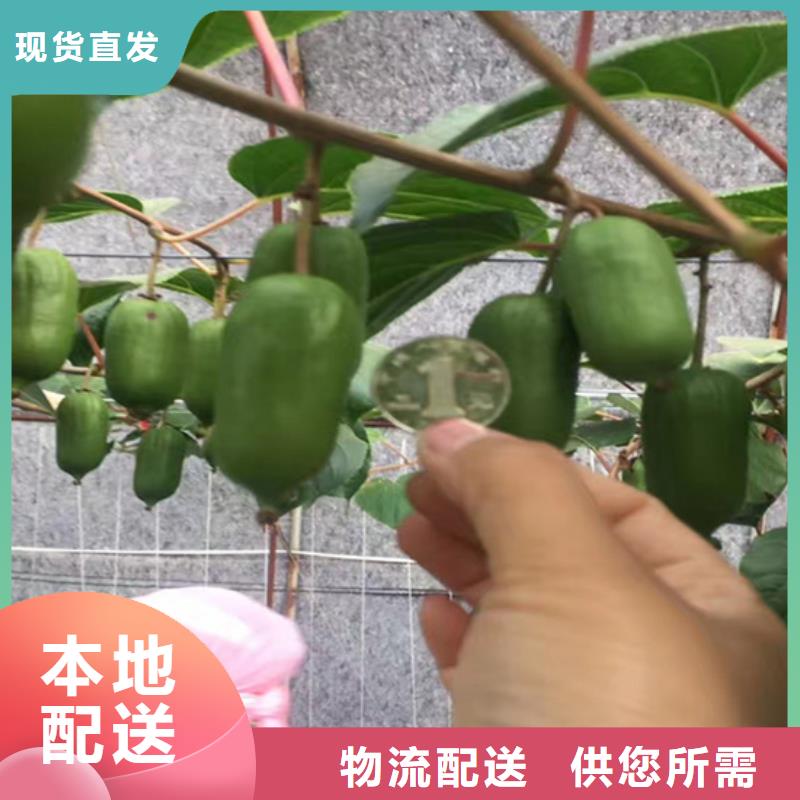 猕猴桃_板栗苗货品齐全