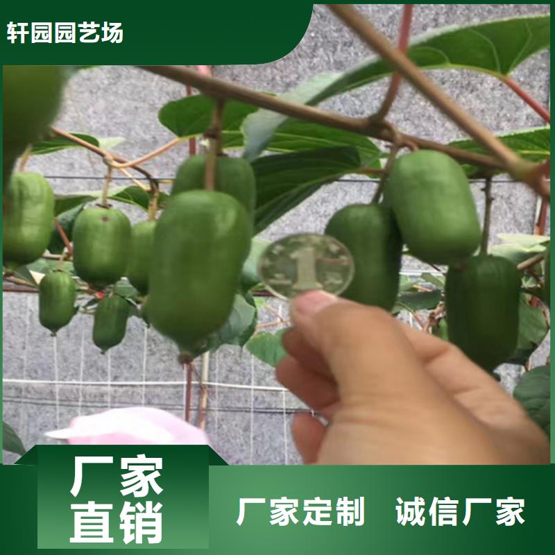 猕猴桃苹果苗极速发货