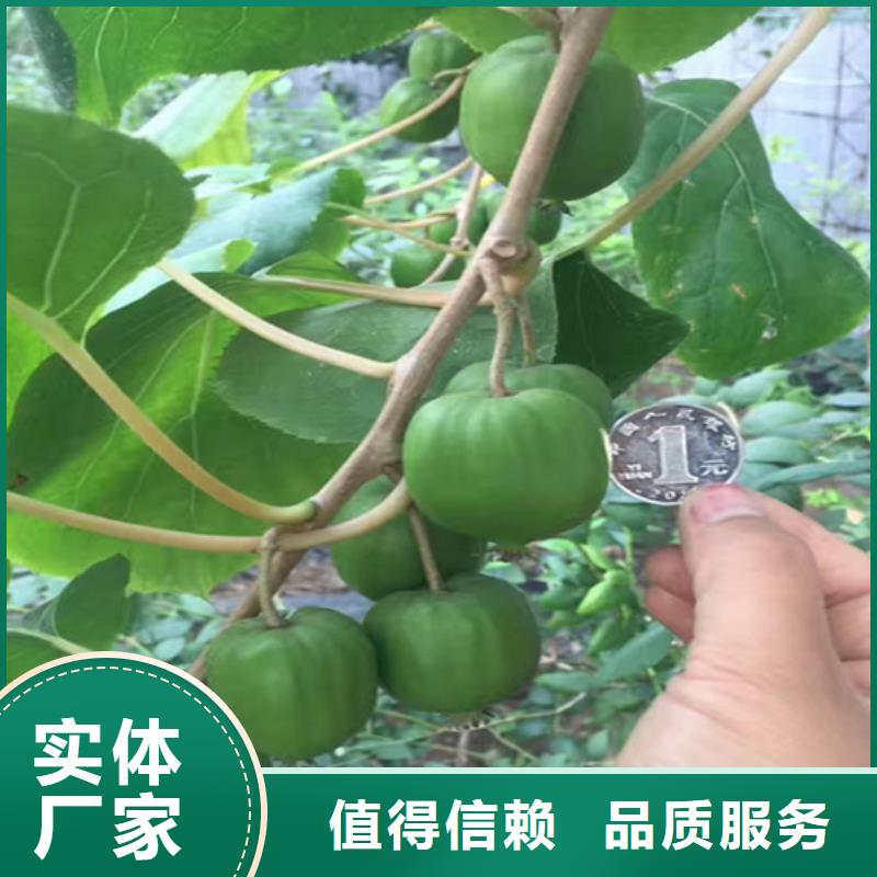 猕猴桃【梨树苗】服务始终如一