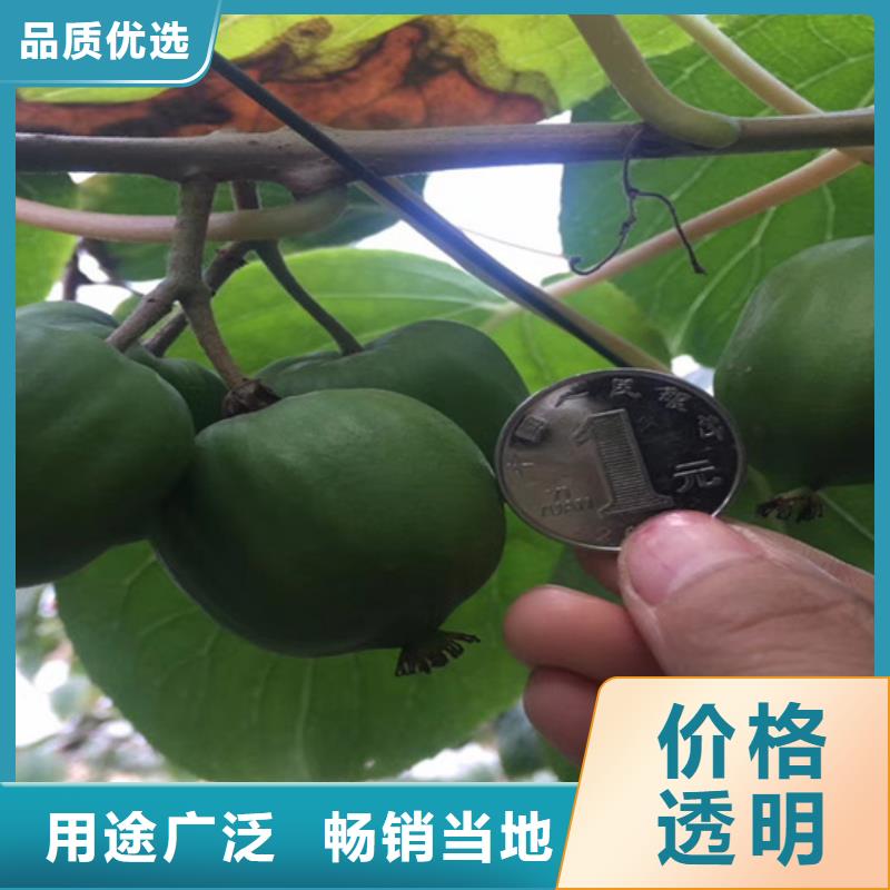 猕猴桃【奶油草莓】货源直销