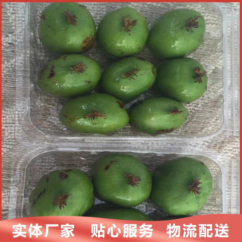 【猕猴桃】杏树苗订制批发