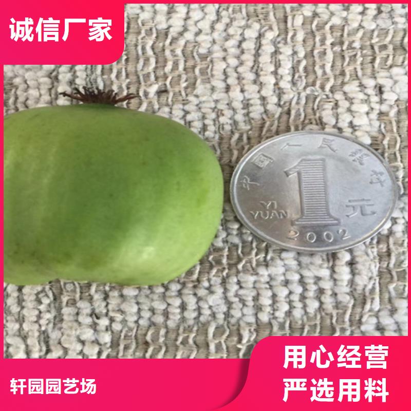 猕猴桃北美冬青匠心工艺