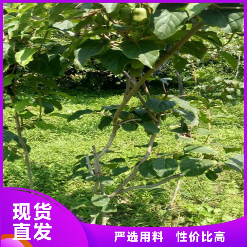 猕猴桃_苹果苗厂诚信经营