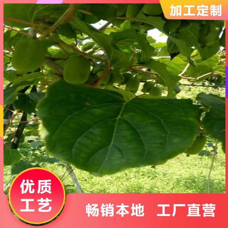猕猴桃_板栗苗货品齐全