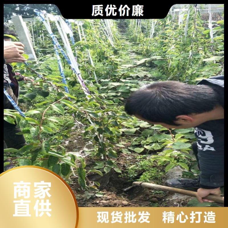 猕猴桃_板栗苗货品齐全
