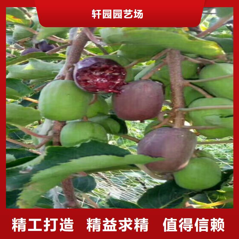 猕猴桃西瓜番石榴苗高品质现货销售