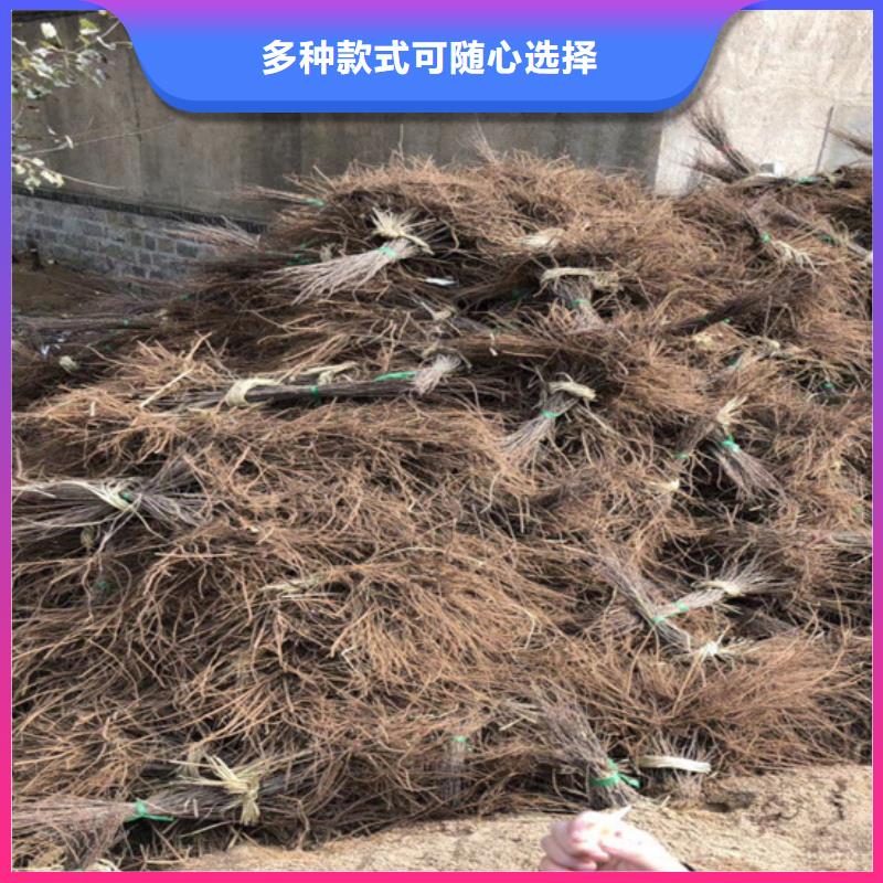 猕猴桃苹果苗厂家新品