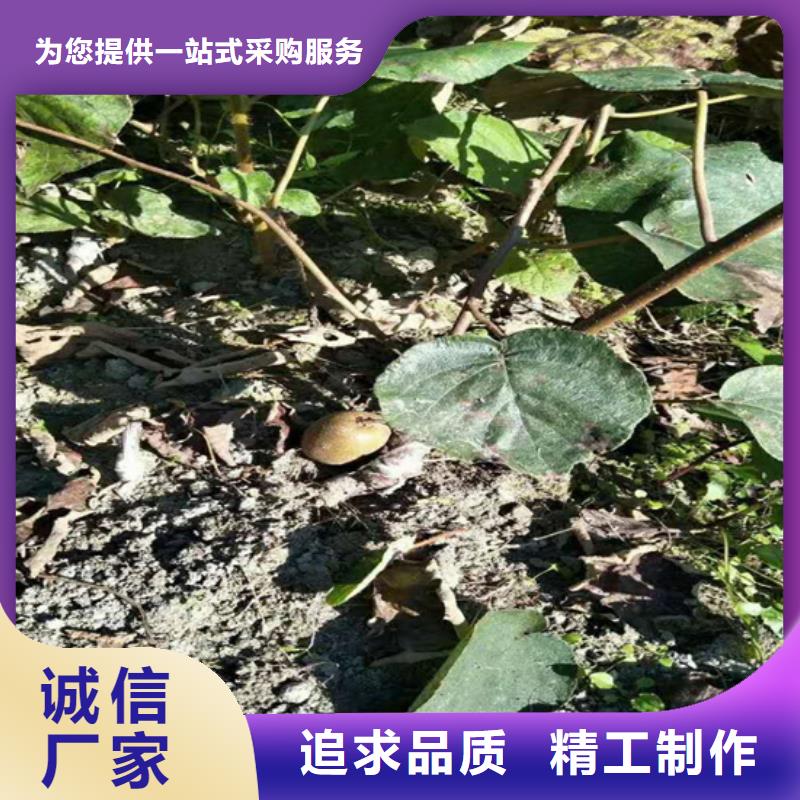 猕猴桃【樱桃苗】一站式采购方便省心