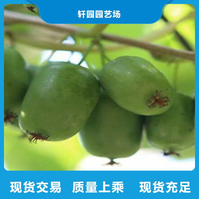 猕猴桃北美冬青匠心工艺