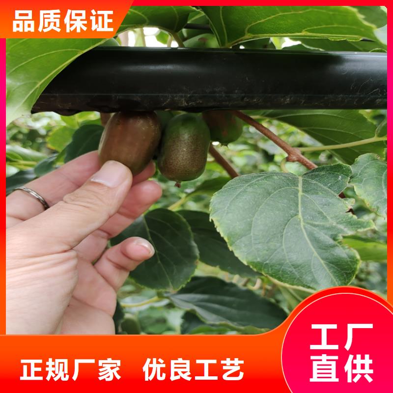 猕猴桃苹果苗原料层层筛选