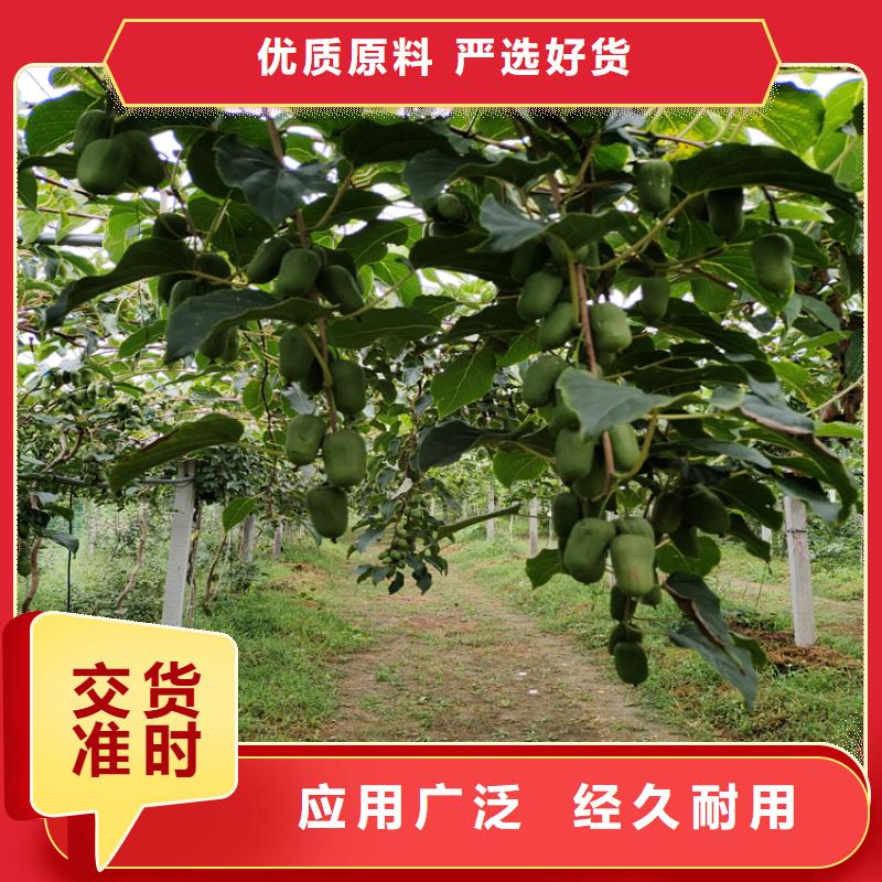 猕猴桃【樱桃苗】一站式采购方便省心