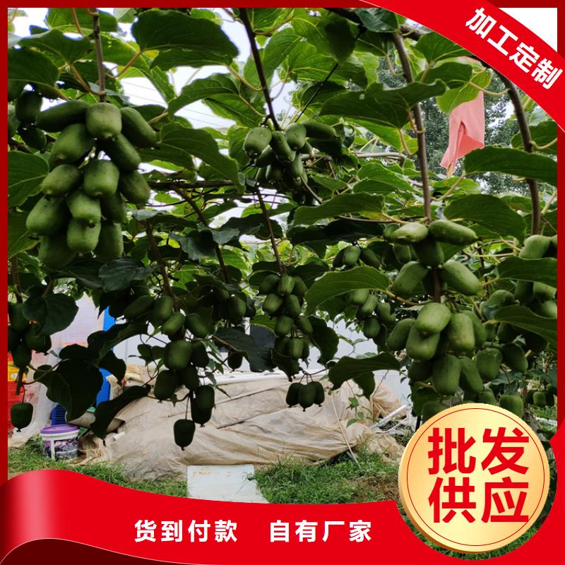 猕猴桃嘎啦苹果精工打造