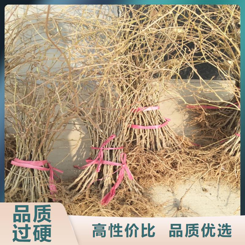 猕猴桃杏树苗一对一为您服务