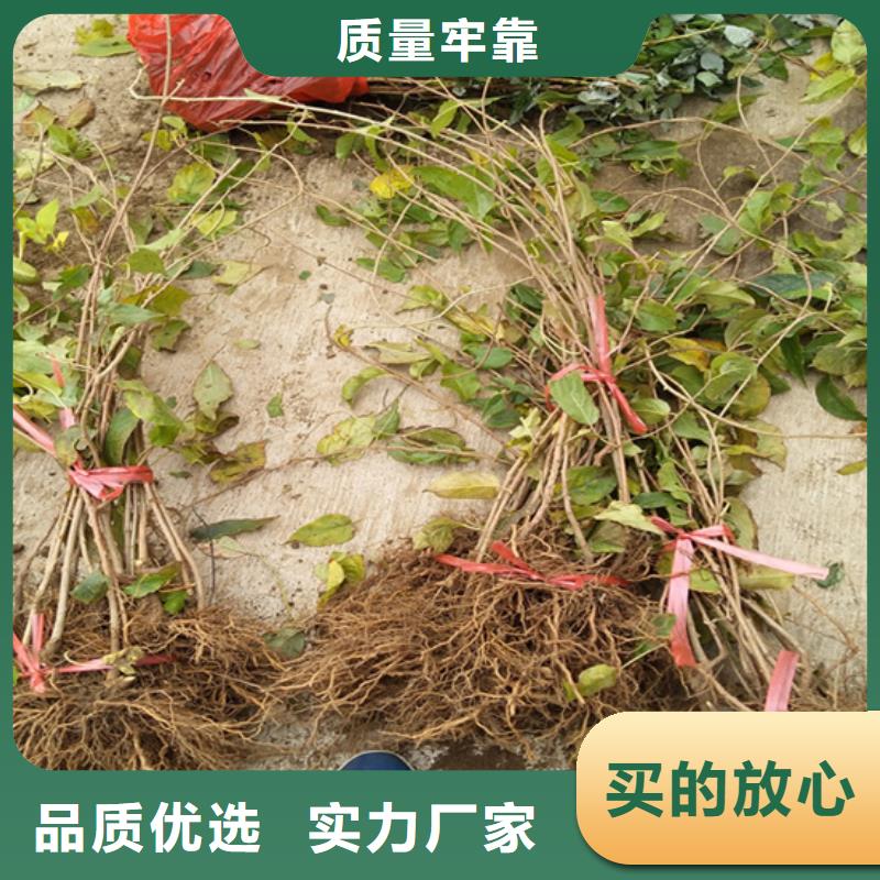 猕猴桃,樱桃苗值得买