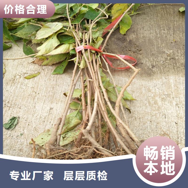 猕猴桃【奶油草莓】货源直销