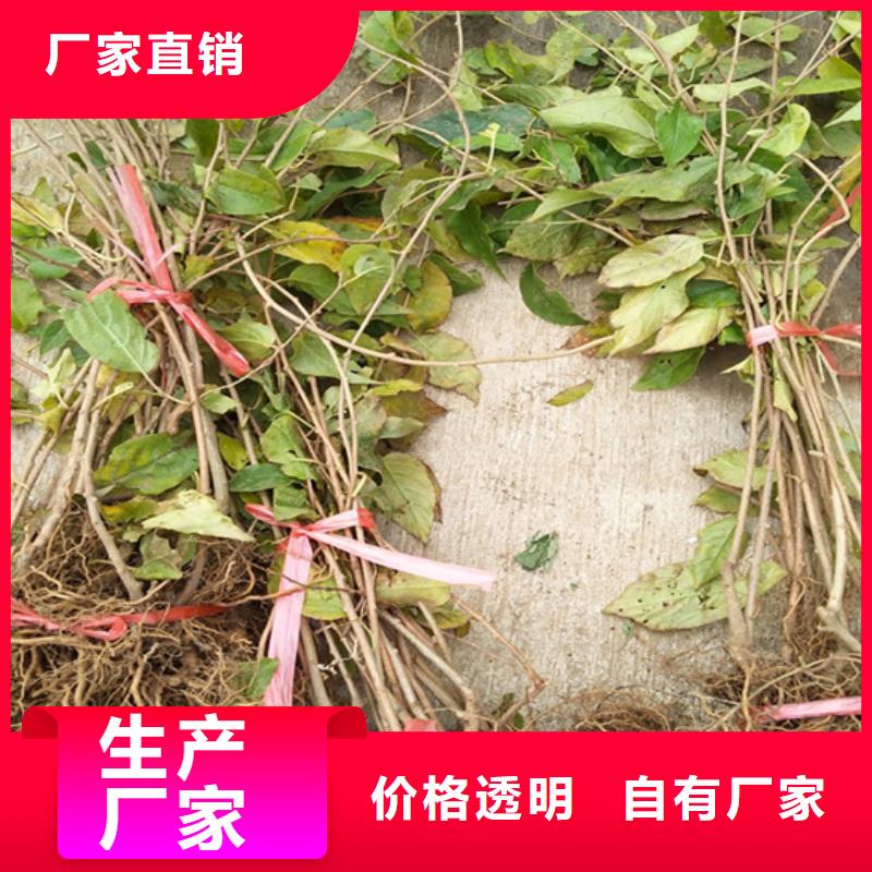 猕猴桃_苹果苗厂诚信经营