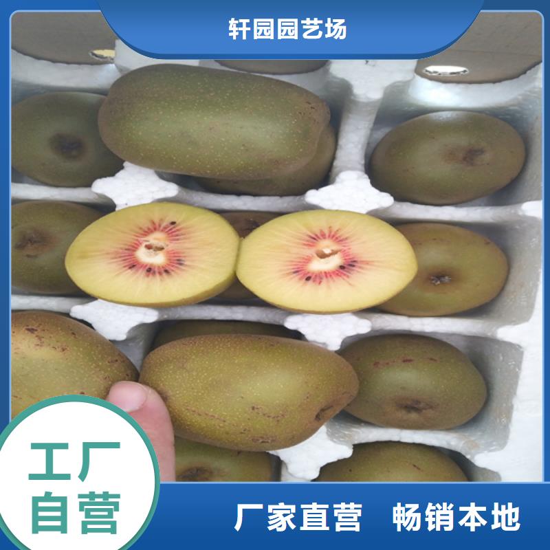猕猴桃桃树苗诚信商家