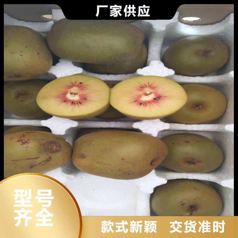 猕猴桃北美冬青匠心工艺