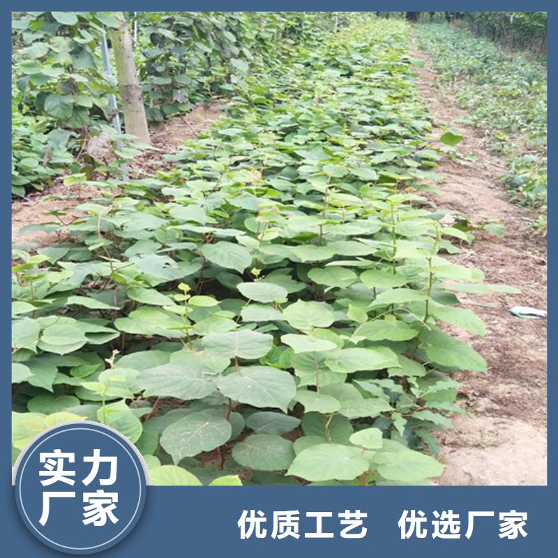 猕猴桃【奶油草莓】货源直销