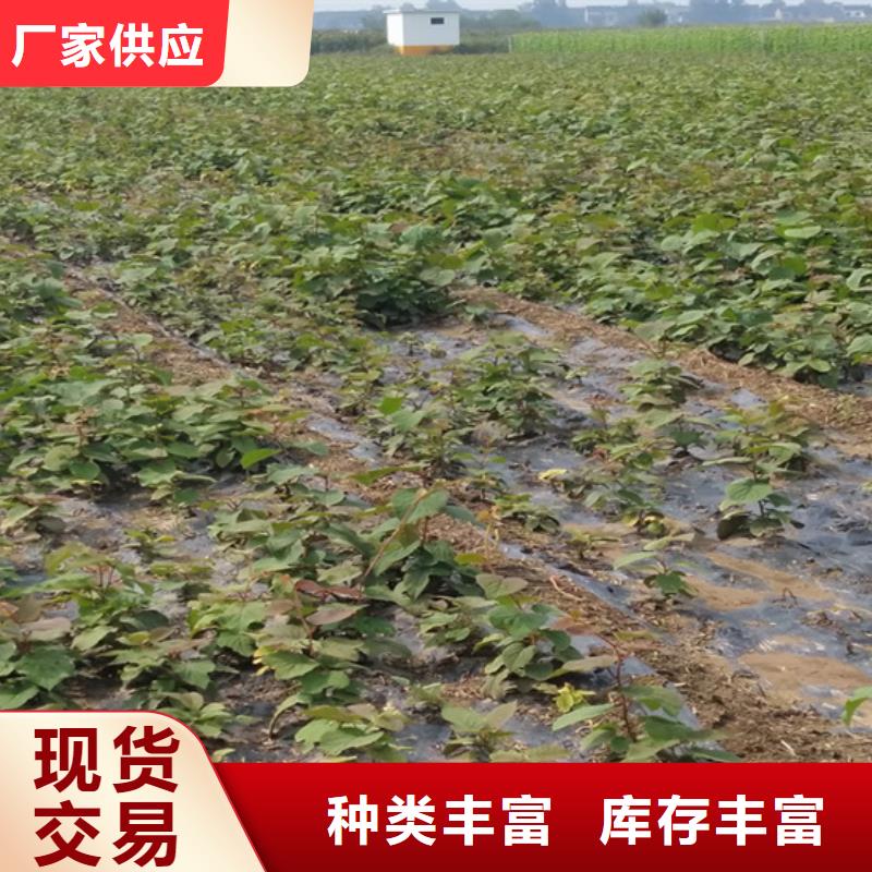 【猕猴桃蓝莓苗品质保证】
