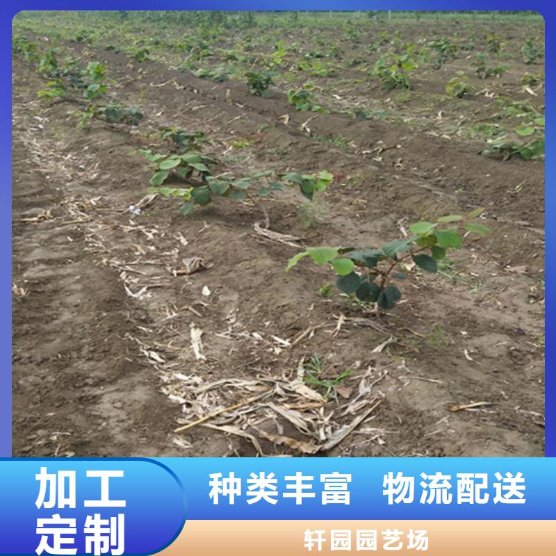 猕猴桃李树苗技术先进