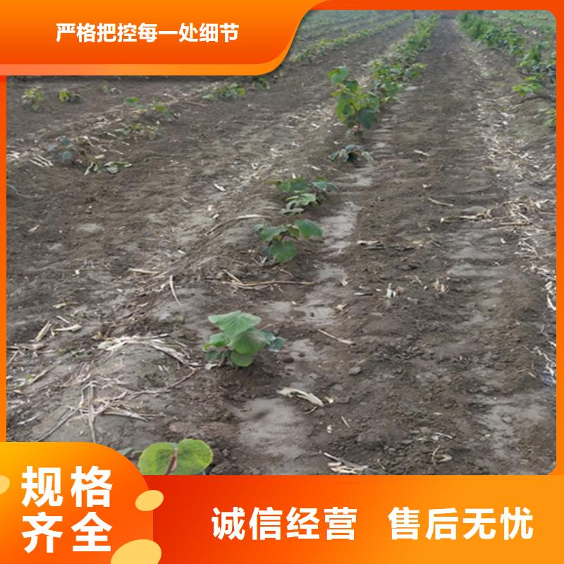猕猴桃-苹果苗型号齐全