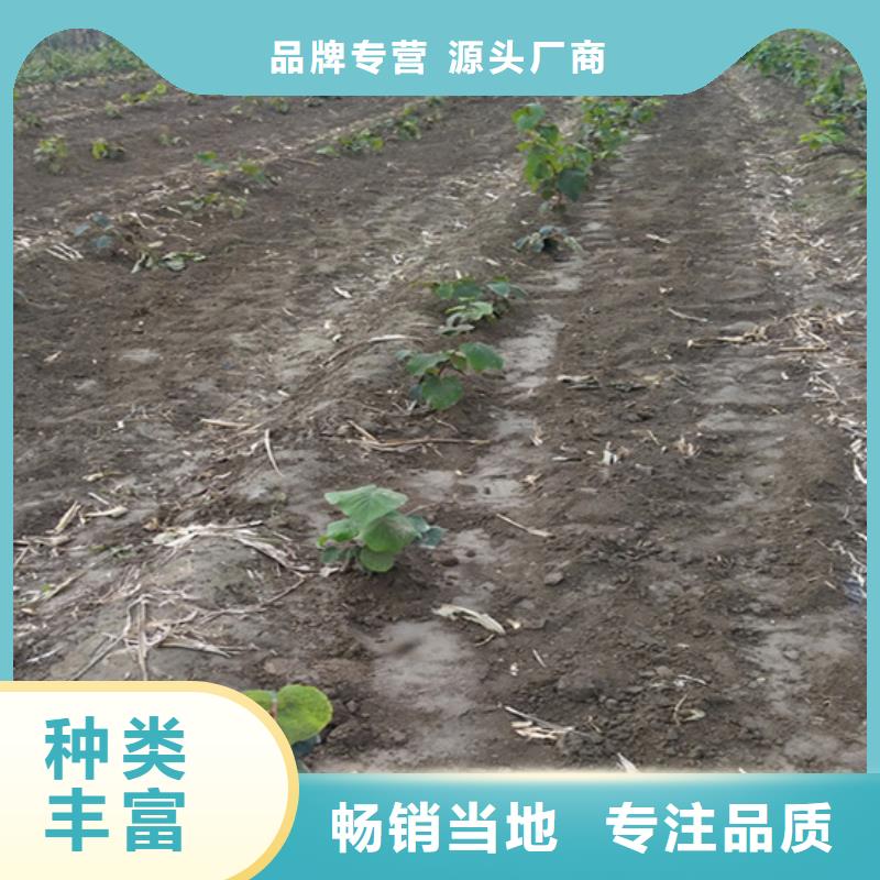 猕猴桃李树苗技术先进