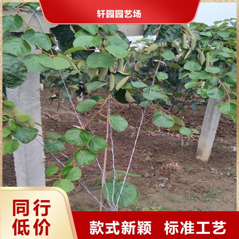 猕猴桃_桃树苗品牌大厂家