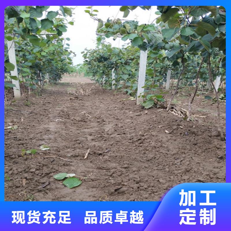 猕猴桃_板栗苗货品齐全