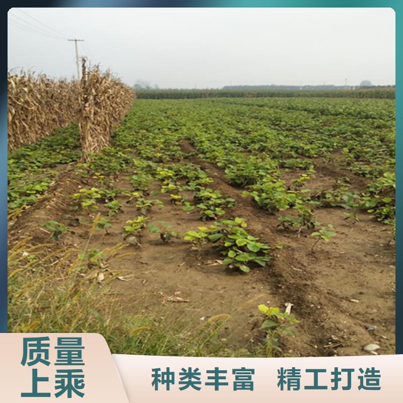 【猕猴桃】杏树苗订制批发