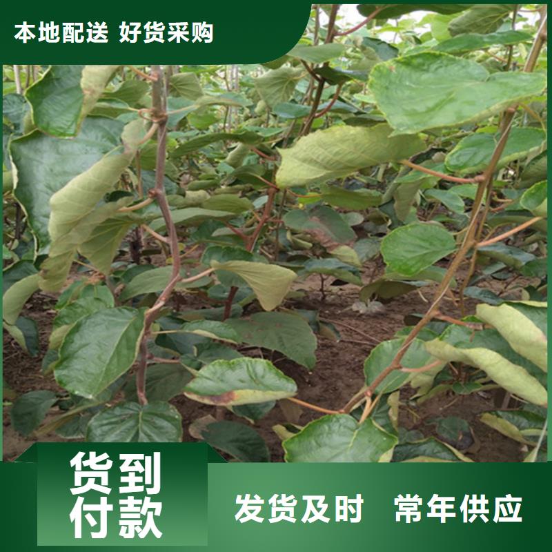猕猴桃李树苗技术先进
