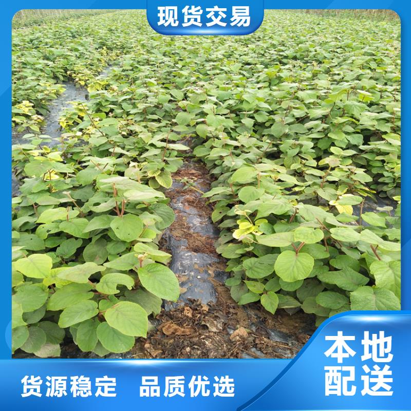 猕猴桃嘎啦苹果精工打造