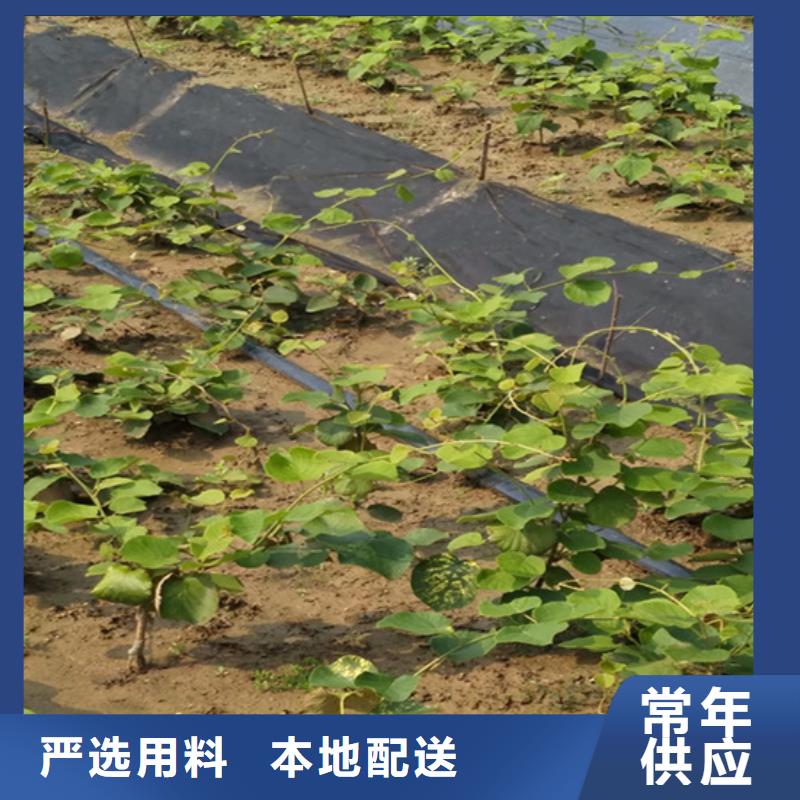 猕猴桃苹果苗极速发货