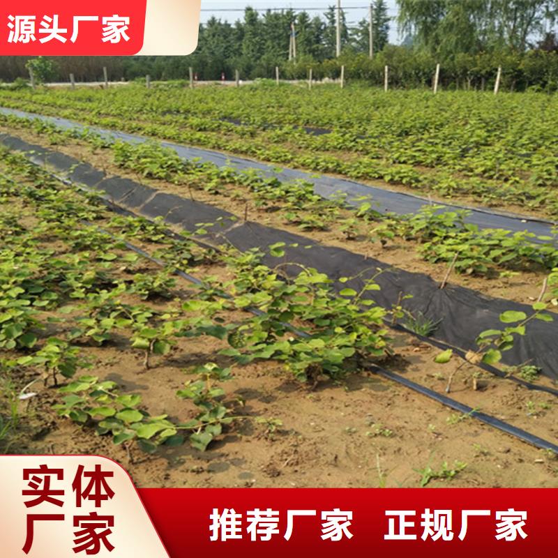 猕猴桃【奶油草莓】货源直销