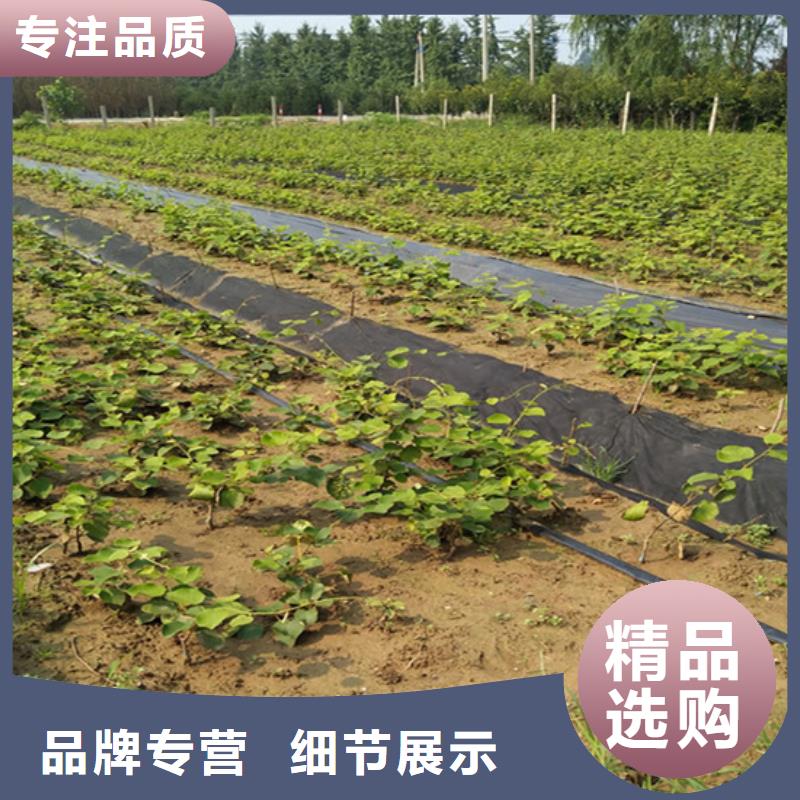 猕猴桃-苹果苗型号齐全