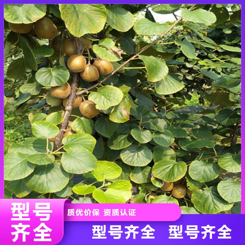 猕猴桃_苹果苗厂诚信经营