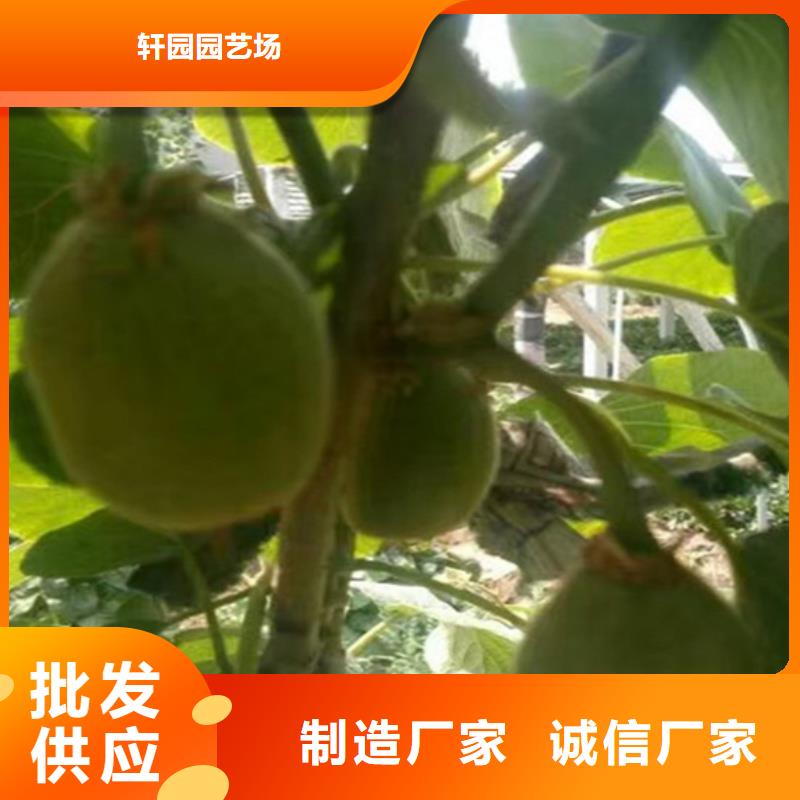 【猕猴桃】杏树苗厂家经验丰富