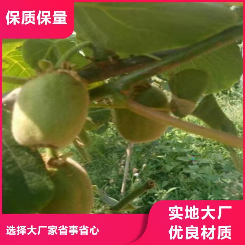 猕猴桃蓝莓苗工厂直营