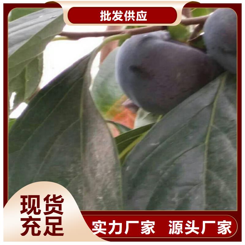 【柿子】_桃树苗N年大品牌